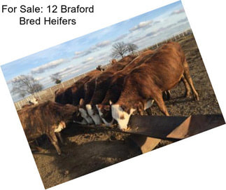 For Sale: 12 Braford Bred Heifers