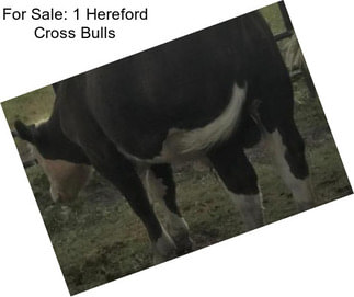 For Sale: 1 Hereford Cross Bulls