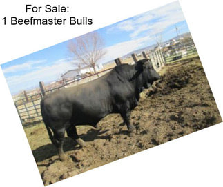 For Sale: 1 Beefmaster Bulls