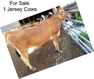 For Sale: 1 Jersey Cows