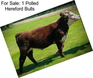 For Sale: 1 Polled Hereford Bulls