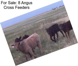 For Sale: 8 Angus Cross Feeders