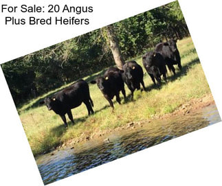 For Sale: 20 Angus Plus Bred Heifers