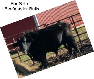 For Sale: 1 Beefmaster Bulls