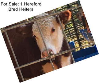 For Sale: 1 Hereford Bred Heifers