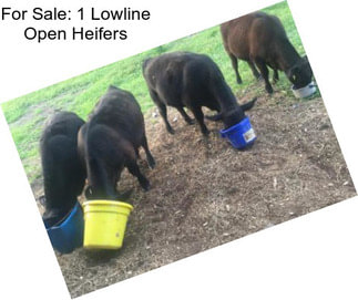 For Sale: 1 Lowline Open Heifers