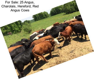 For Sale: 25 Angus, Charolais, Hereford, Red Angus Cows