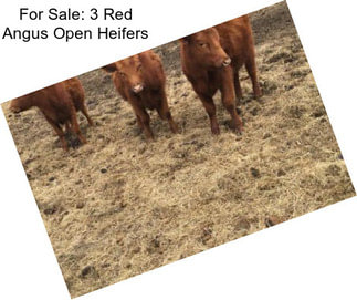 For Sale: 3 Red Angus Open Heifers