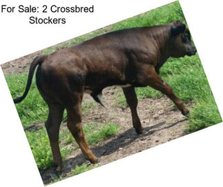 For Sale: 2 Crossbred Stockers