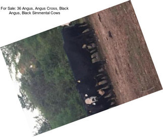 For Sale: 36 Angus, Angus Cross, Black Angus, Black Simmental Cows