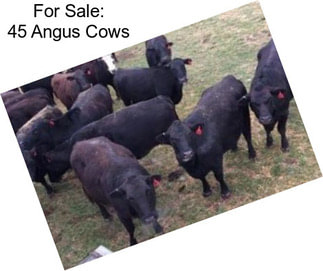 For Sale: 45 Angus Cows