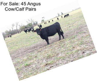 For Sale: 45 Angus Cow/Calf Pairs