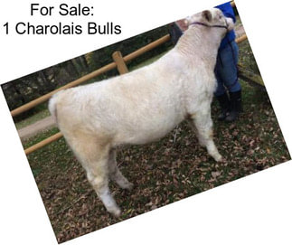 For Sale: 1 Charolais Bulls