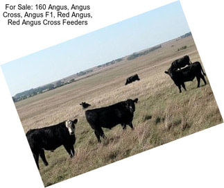 For Sale: 160 Angus, Angus Cross, Angus F1, Red Angus, Red Angus Cross Feeders