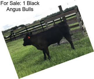 For Sale: 1 Black Angus Bulls