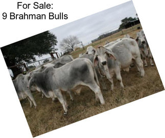 For Sale: 9 Brahman Bulls