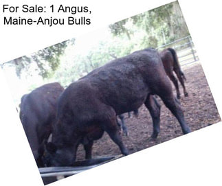 For Sale: 1 Angus, Maine-Anjou Bulls