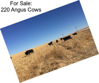 For Sale: 220 Angus Cows