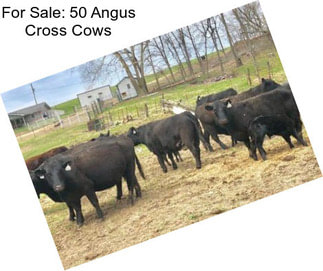 For Sale: 50 Angus Cross Cows