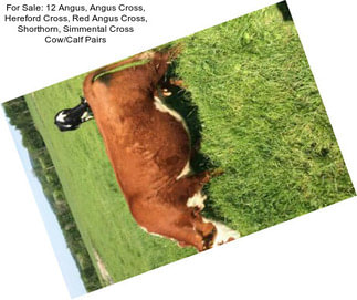 For Sale: 12 Angus, Angus Cross, Hereford Cross, Red Angus Cross, Shorthorn, Simmental Cross Cow/Calf Pairs