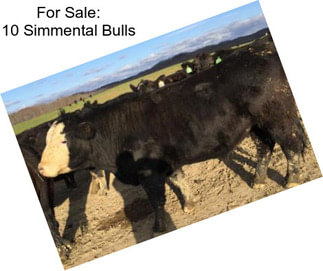 For Sale: 10 Simmental Bulls