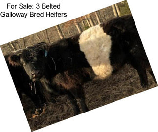 For Sale: 3 Belted Galloway Bred Heifers