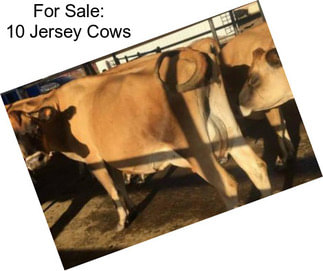 For Sale: 10 Jersey Cows