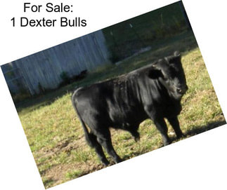 For Sale: 1 Dexter Bulls