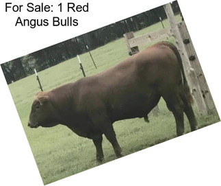 For Sale: 1 Red Angus Bulls