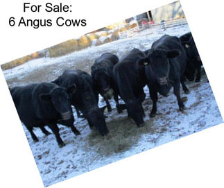 For Sale: 6 Angus Cows