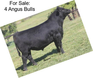 For Sale: 4 Angus Bulls