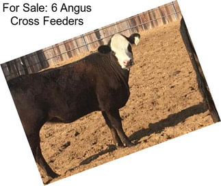 For Sale: 6 Angus Cross Feeders