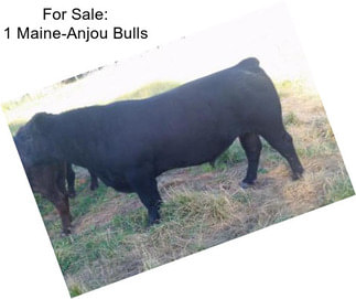 For Sale: 1 Maine-Anjou Bulls