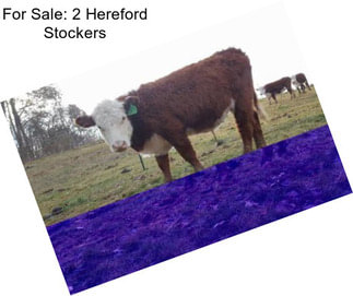 For Sale: 2 Hereford Stockers