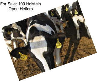 For Sale: 100 Holstein Open Heifers