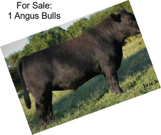 For Sale: 1 Angus Bulls