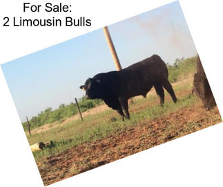 For Sale: 2 Limousin Bulls
