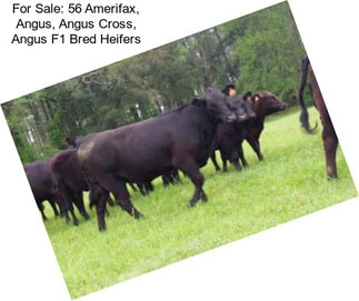 For Sale: 56 Amerifax, Angus, Angus Cross, Angus F1 Bred Heifers