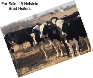 For Sale: 19 Holstein Bred Heifers