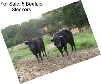 For Sale: 5 Beefalo Stockers