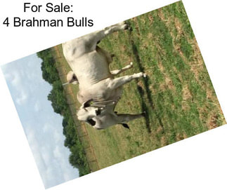 For Sale: 4 Brahman Bulls