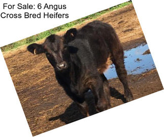 For Sale: 6 Angus Cross Bred Heifers