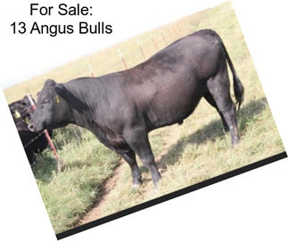 For Sale: 13 Angus Bulls