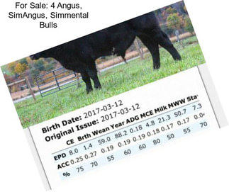 For Sale: 4 Angus, SimAngus, Simmental Bulls