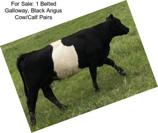 For Sale: 1 Belted Galloway, Black Angus Cow/Calf Pairs