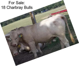 For Sale: 18 Charbray Bulls