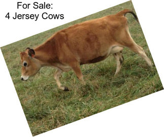 For Sale: 4 Jersey Cows