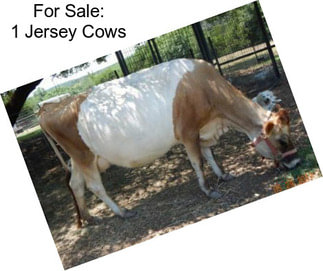 For Sale: 1 Jersey Cows