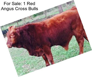 For Sale: 1 Red Angus Cross Bulls