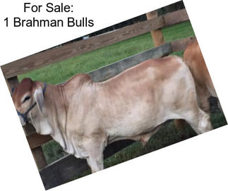 For Sale: 1 Brahman Bulls